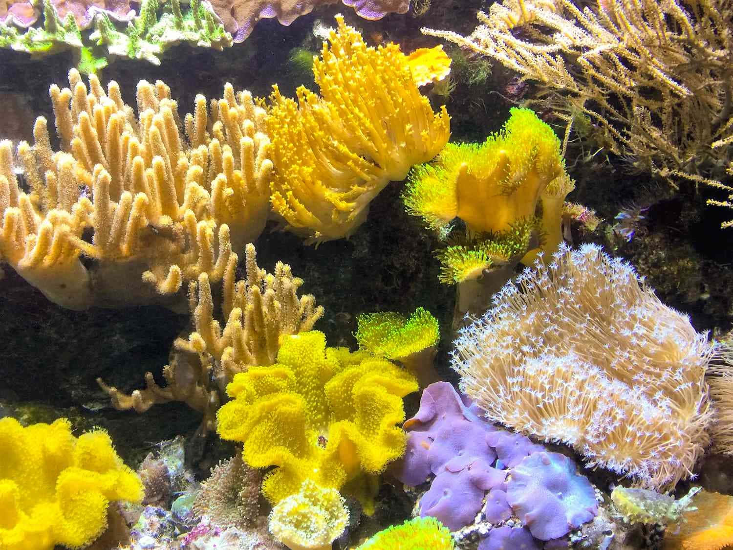 Vibrant Coral Reef Ecosystem Wallpaper