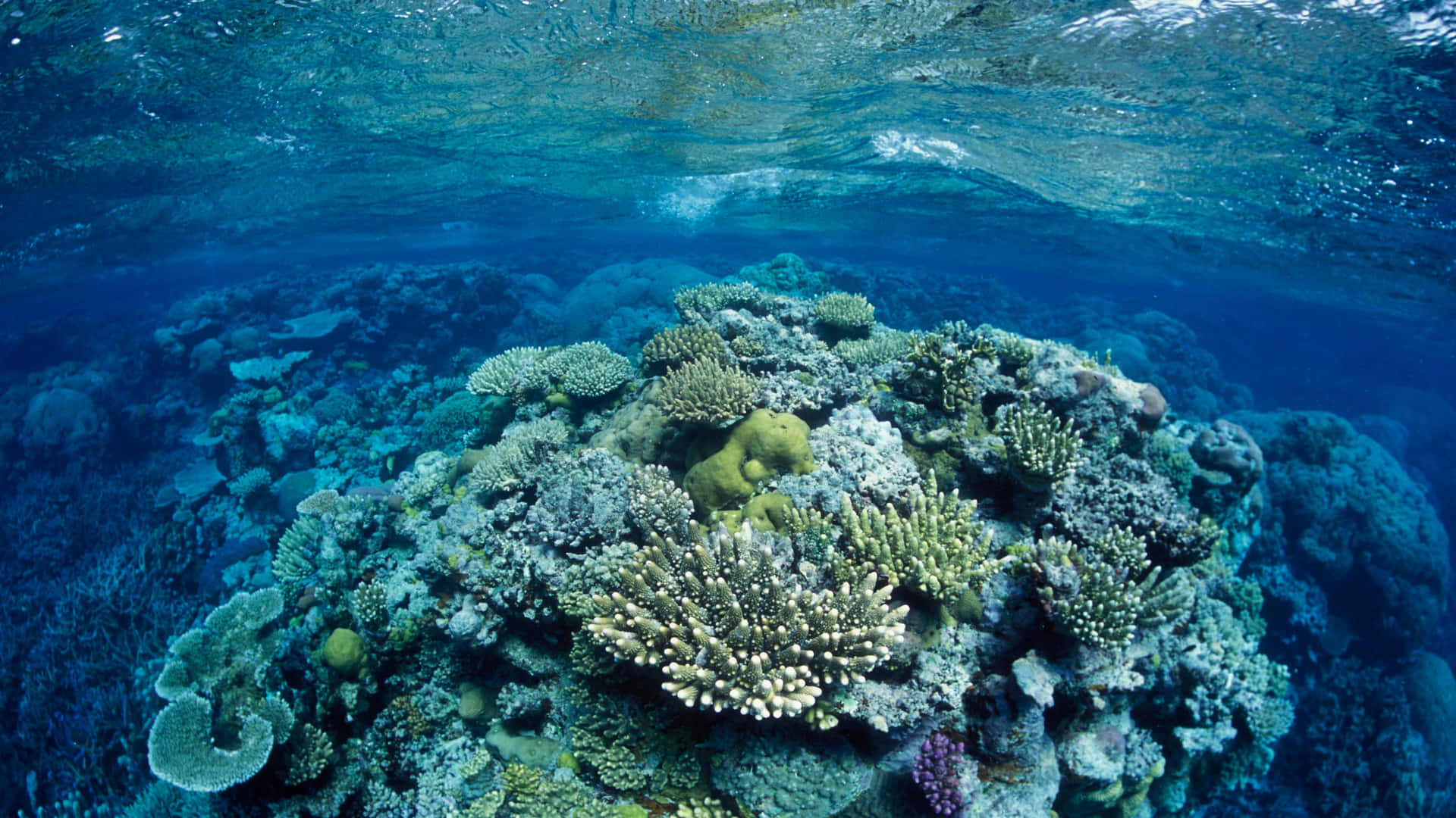 Vibrant Coral Reef Underwater Wallpaper