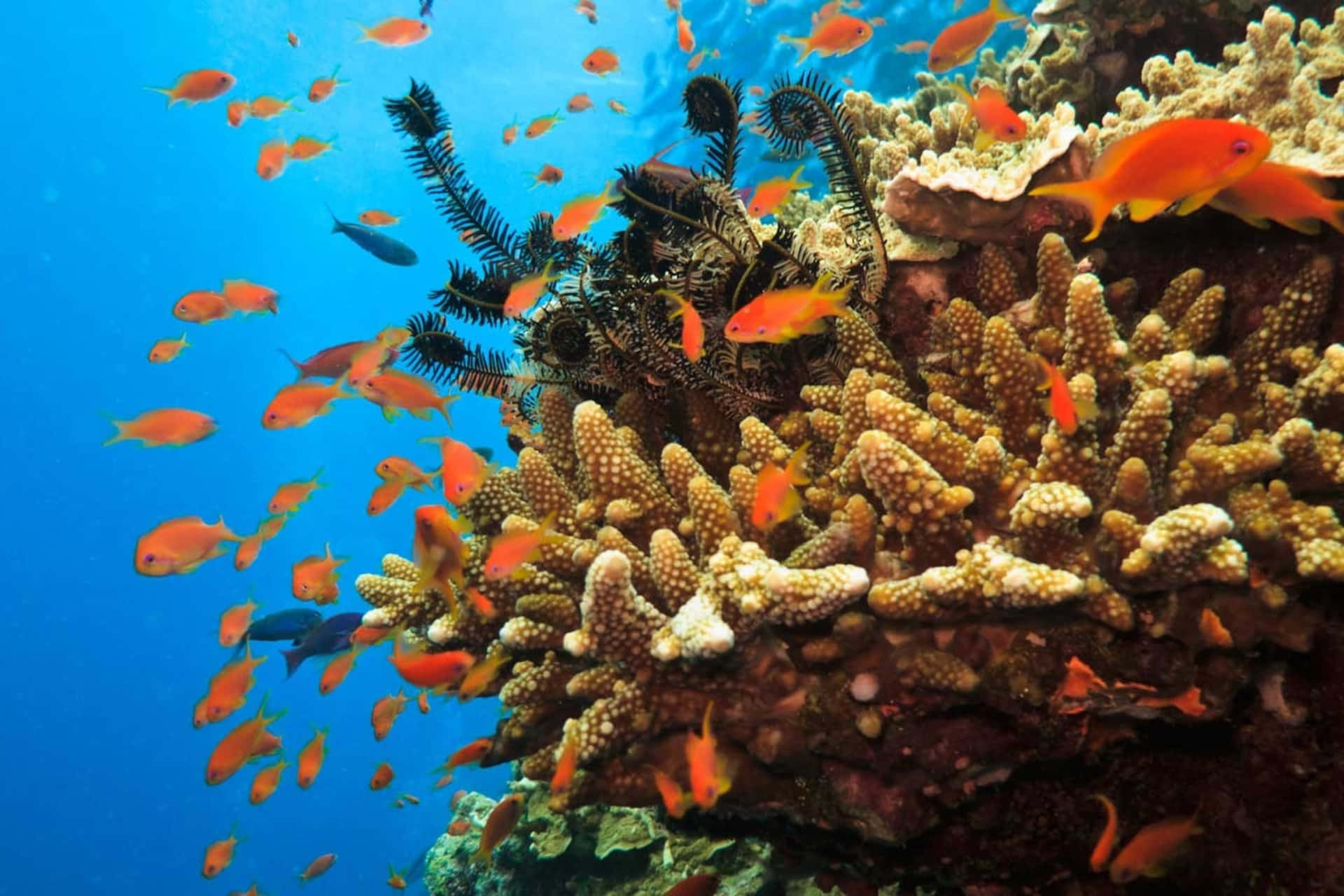 Vibrant_ Coral_ Reef_with_ Fish.jpg Wallpaper