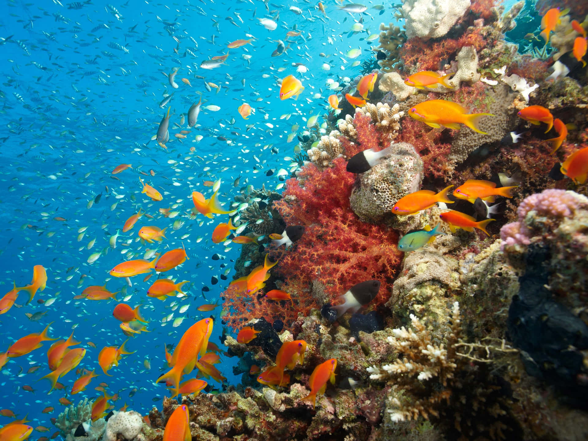 Vibrant_ Coral_ Reef_with_ Fish_ School.jpg Wallpaper