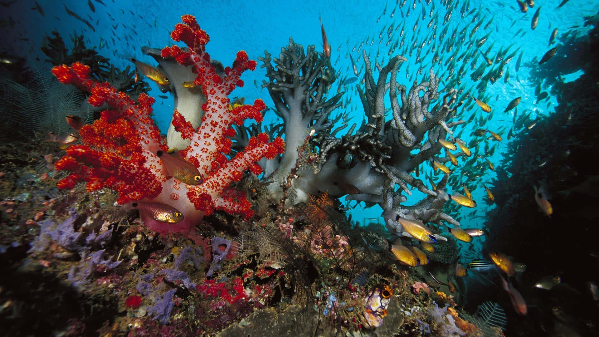 Vibrant_ Coral_ Reef_with_ Fish_ Schools.jpg Wallpaper