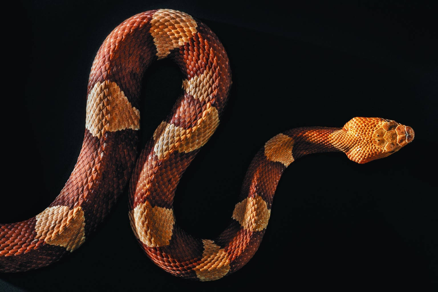 Vibrant Coral Snake In Its Natural Habitat Wallpaper