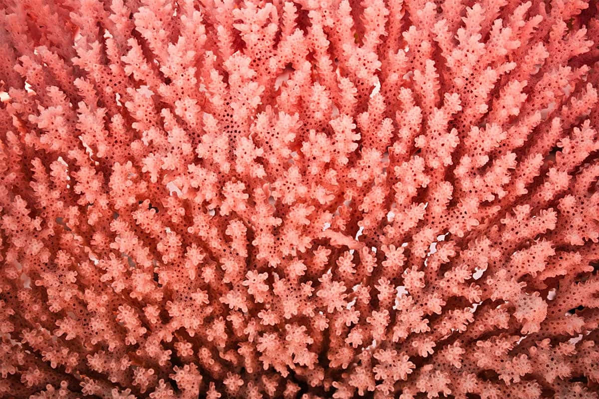 Vibrant Coral Texture Wallpaper