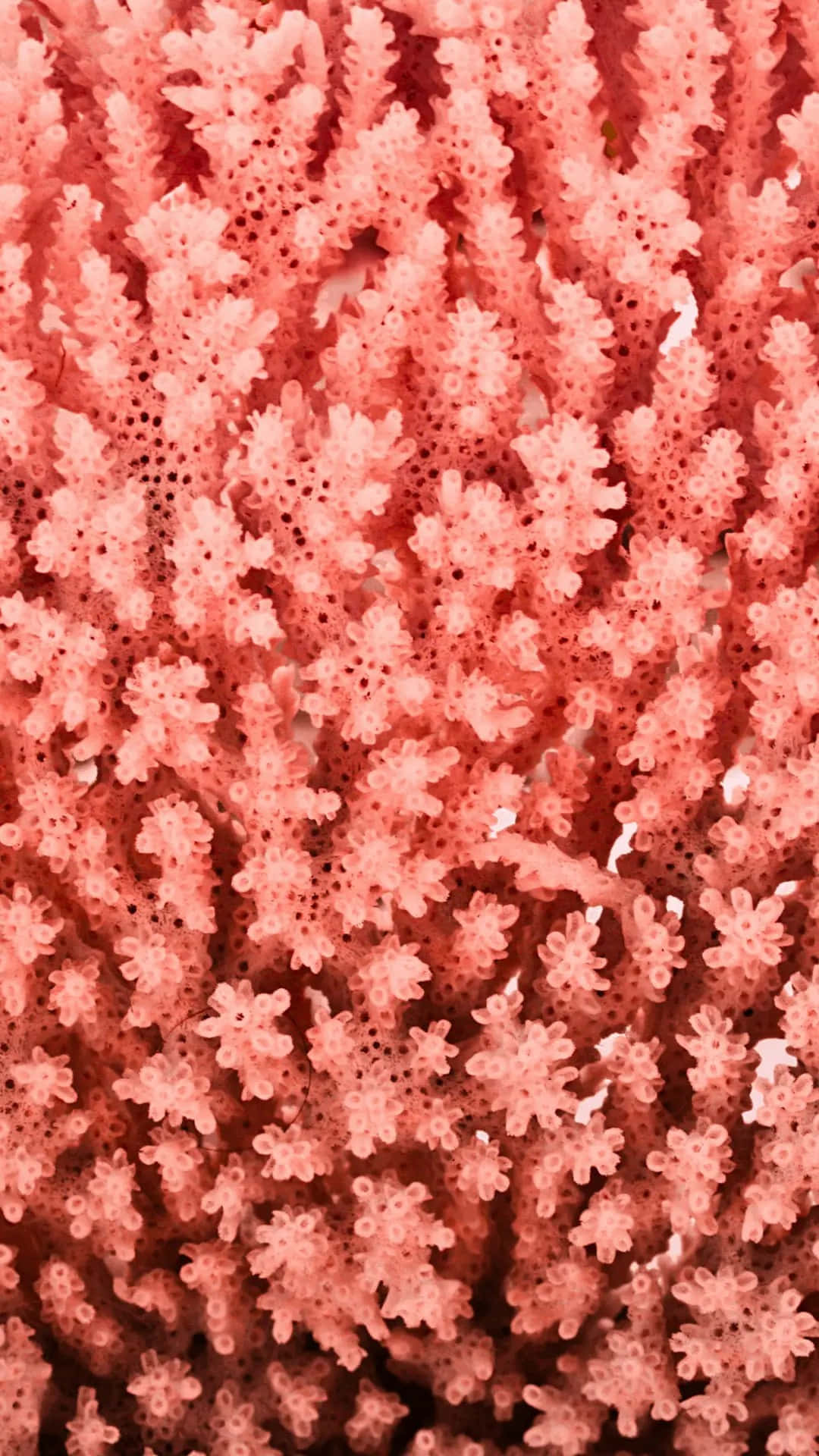 Vibrant Coral Texture Closeup Wallpaper