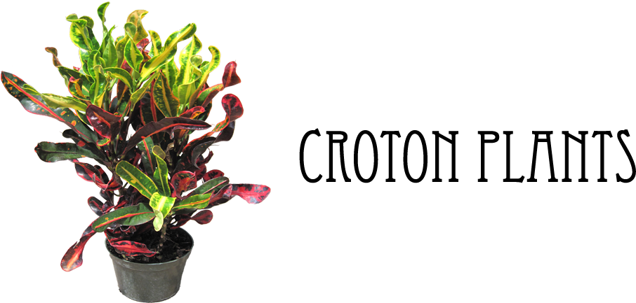 Vibrant Croton Plant Pot PNG