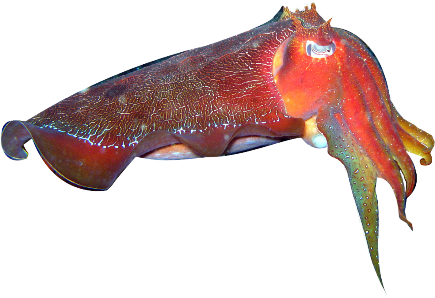 Download Vibrant Cuttlefish Swimming.png | Wallpapers.com