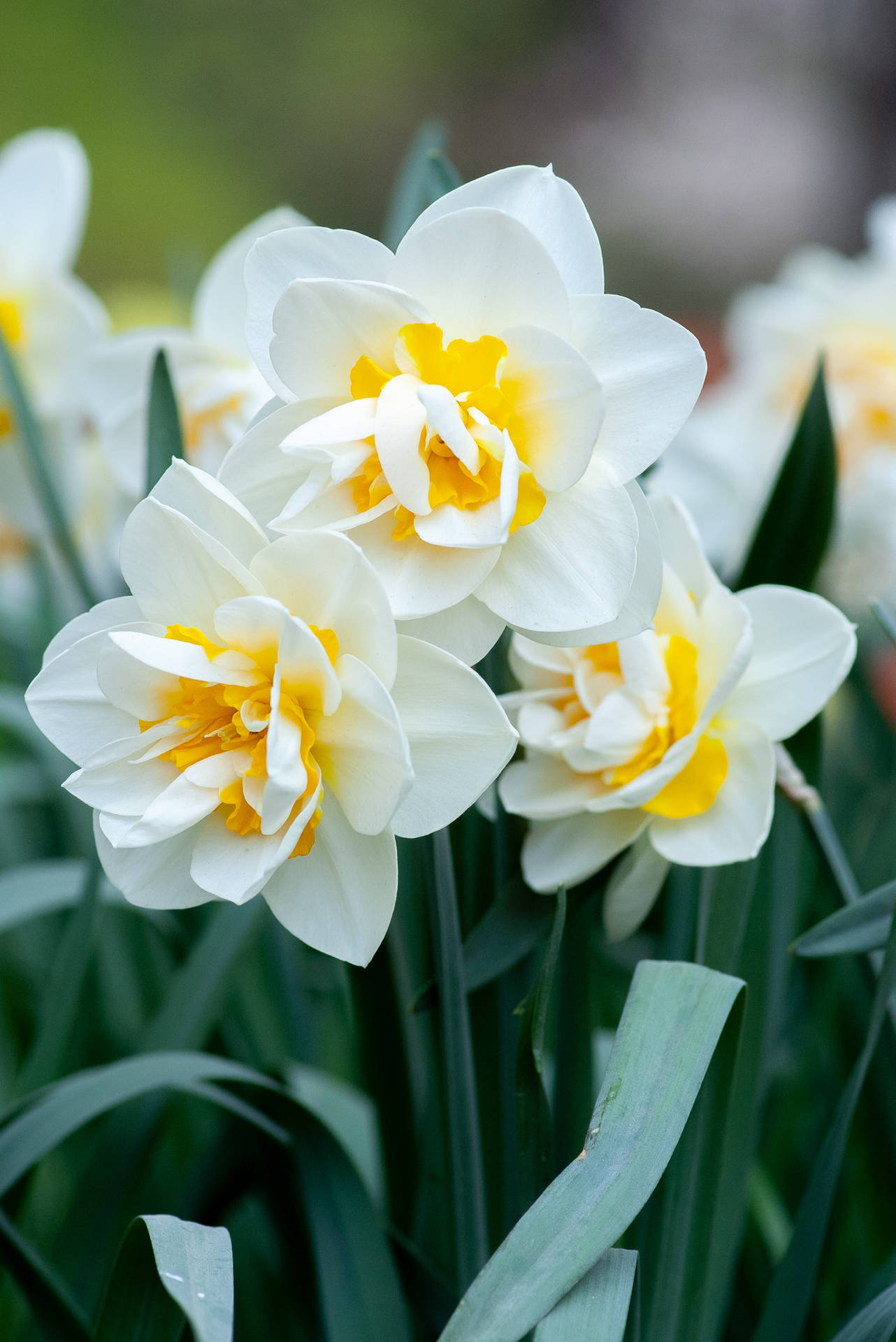Vibrant Daffodil Blooming In Spring Wallpaper