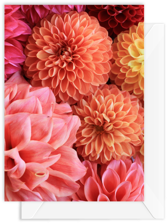 Vibrant Dahlia Collection PNG