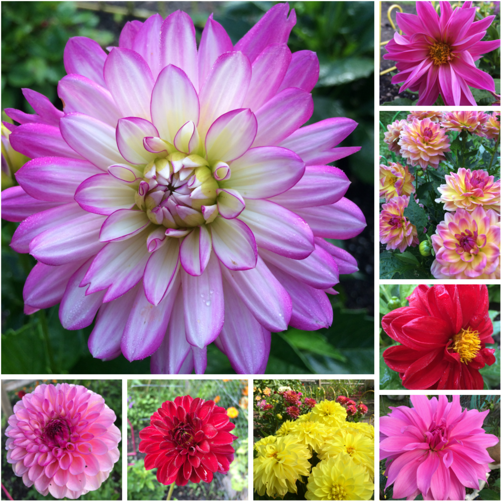 Vibrant Dahlia Collection PNG