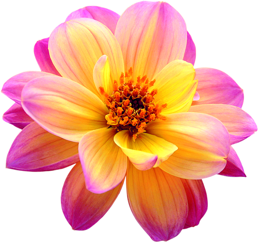 Vibrant Dahlia Flower Isolated PNG