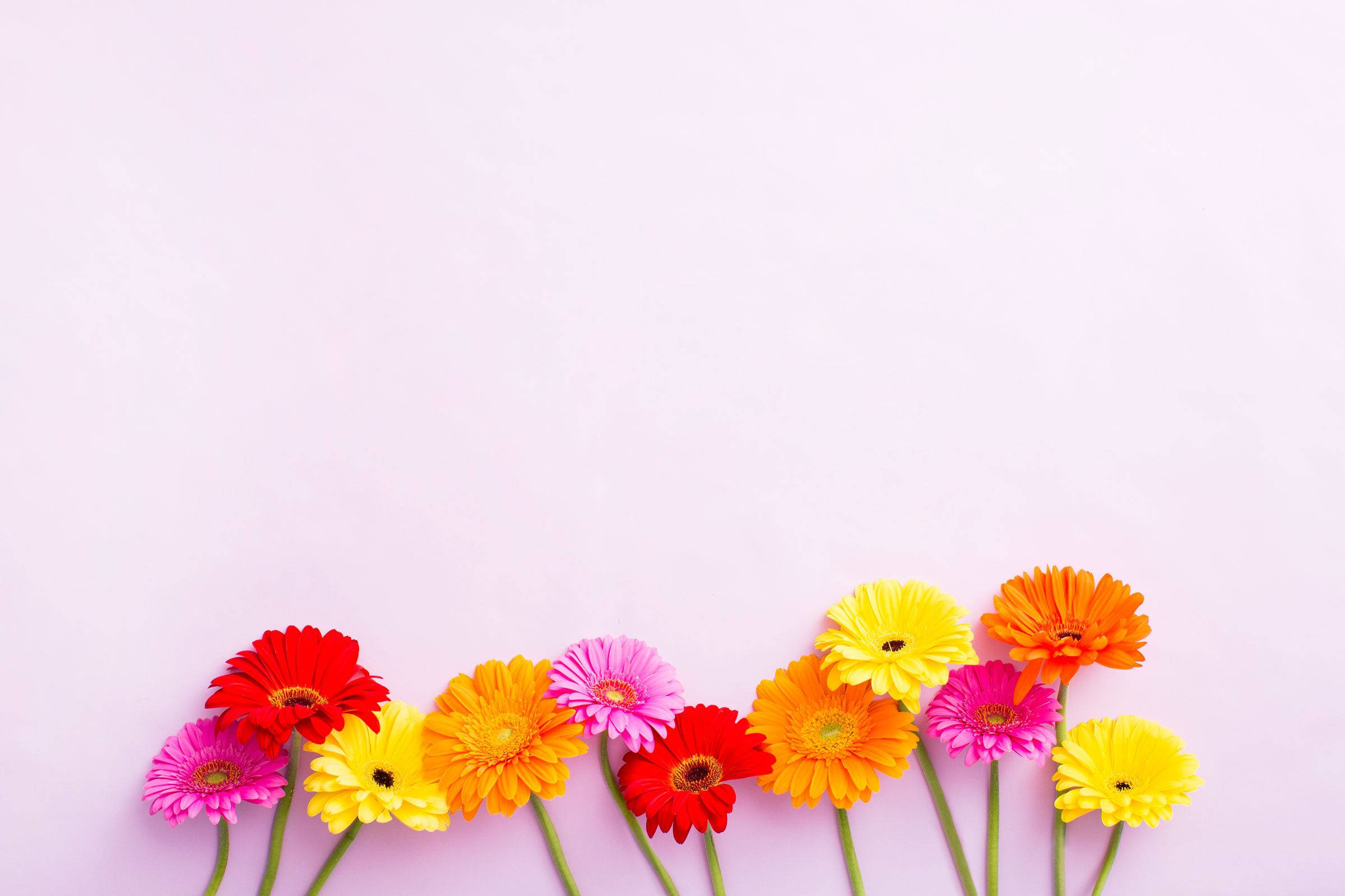 Vibrant Daisies On Floral Desktop Wallpaper