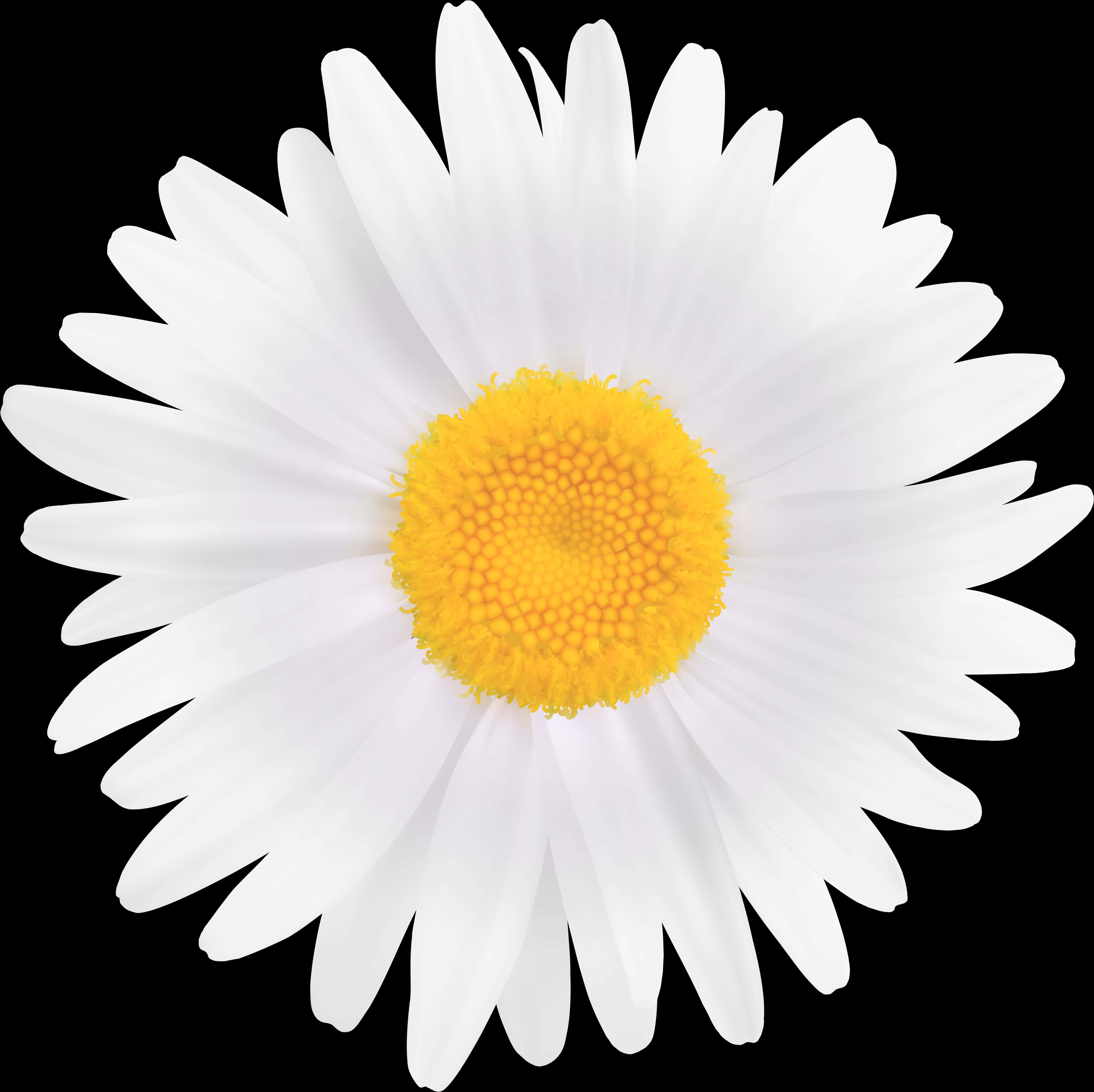 Vibrant Daisy Black Background PNG