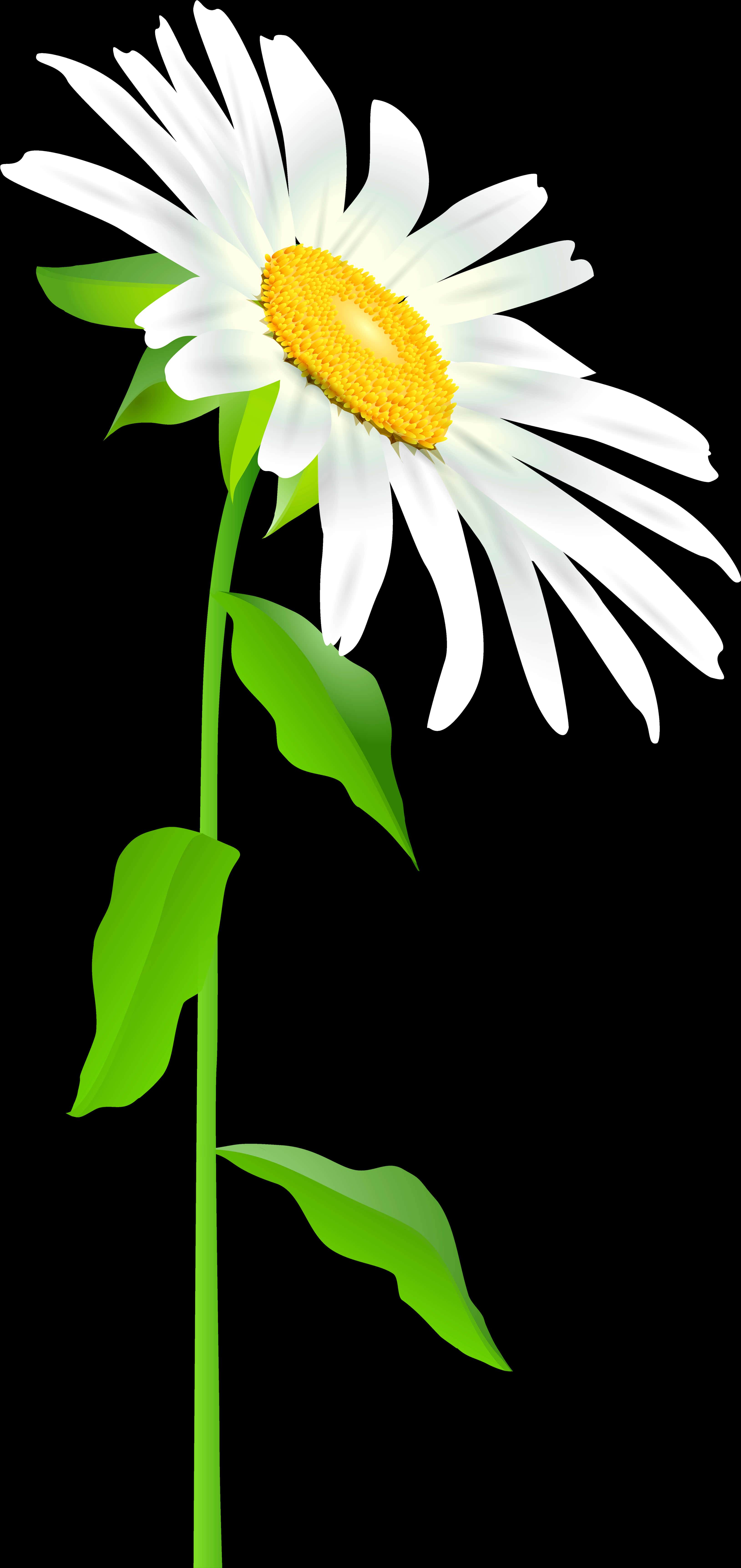 Vibrant Daisy Black Background PNG