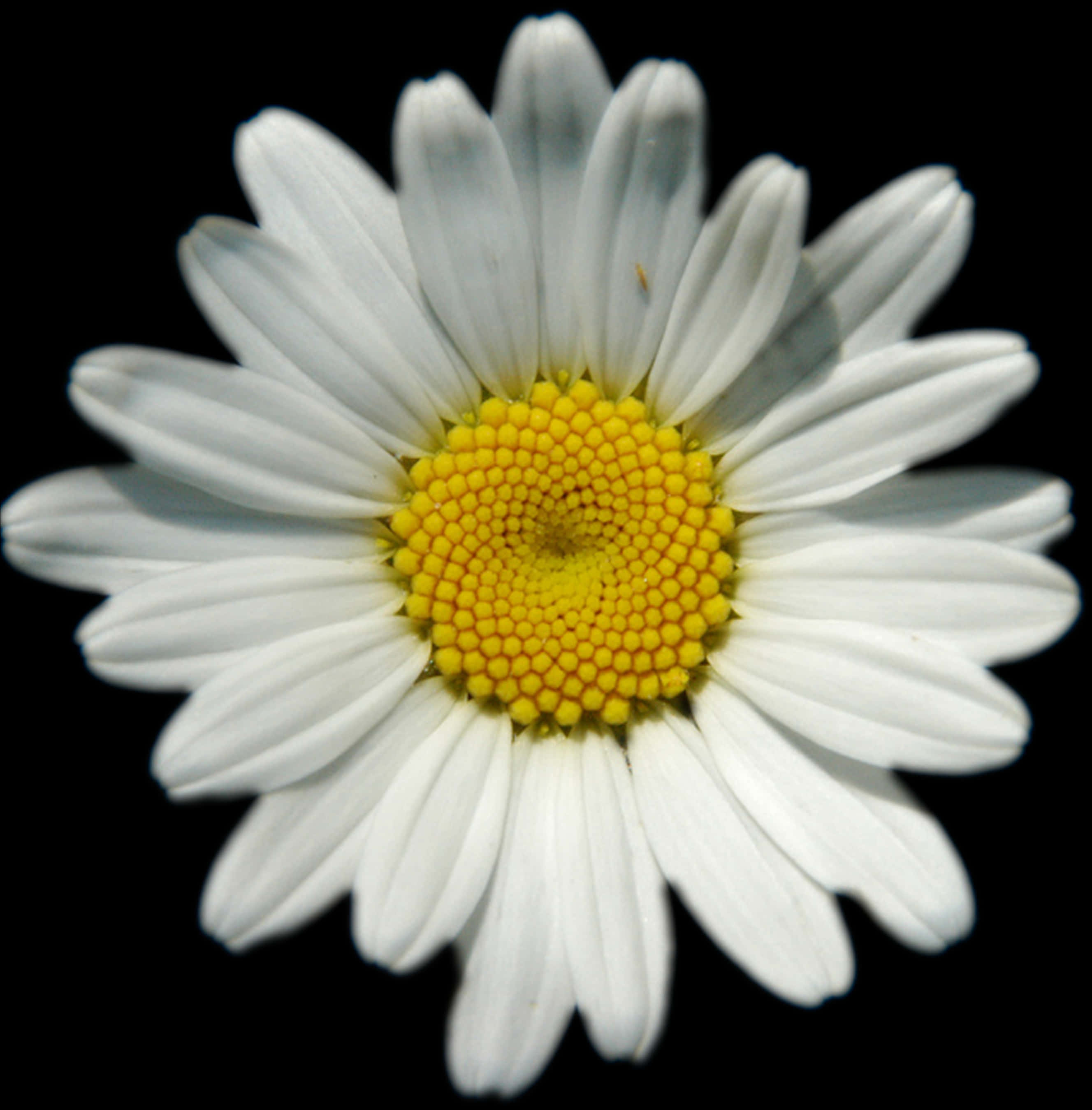 Vibrant Daisy Black Background PNG