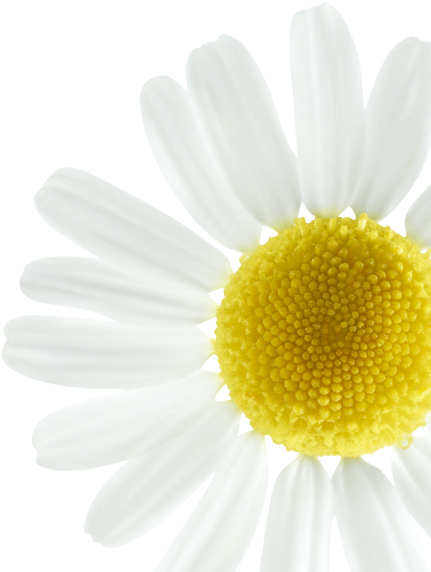 Vibrant Daisy Closeup.png PNG