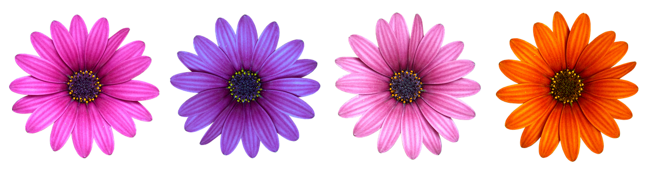 Vibrant Daisy Collection Black Background PNG