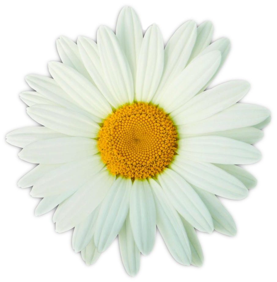 Vibrant Daisy Flower Isolated PNG
