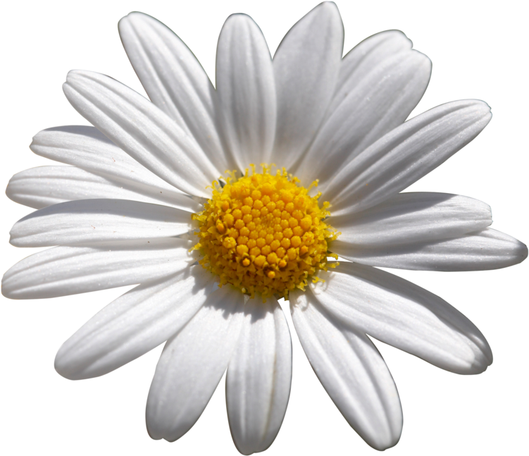 Vibrant Daisy Flower PNG