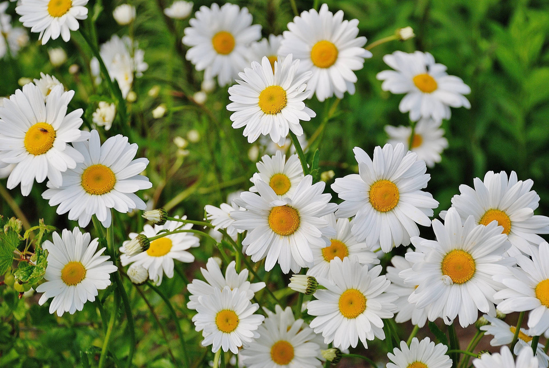 Vibrant Daisy White Flowers Wallpaper
