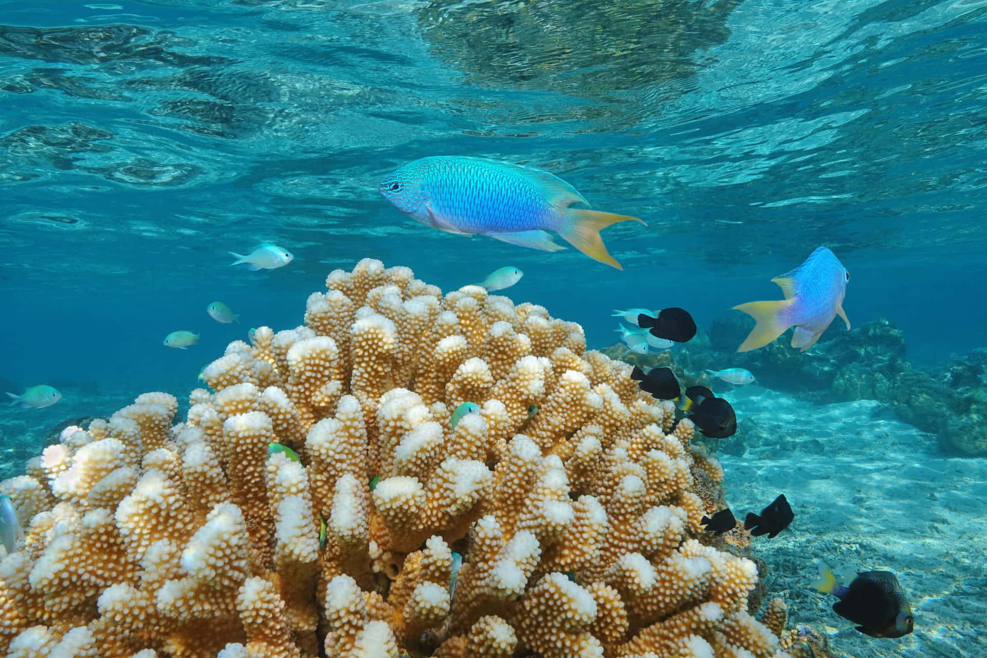 Vibrant Damselfish Coral Reef Scene Wallpaper