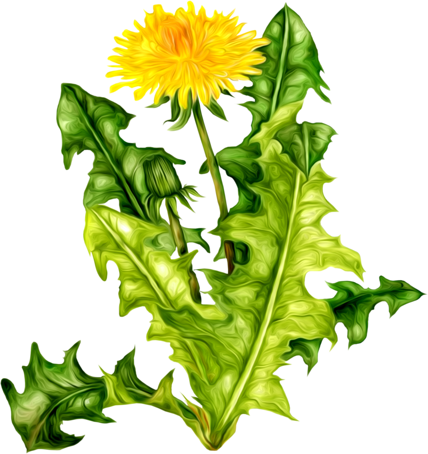 Vibrant Dandelion Flowerand Leaves.png PNG