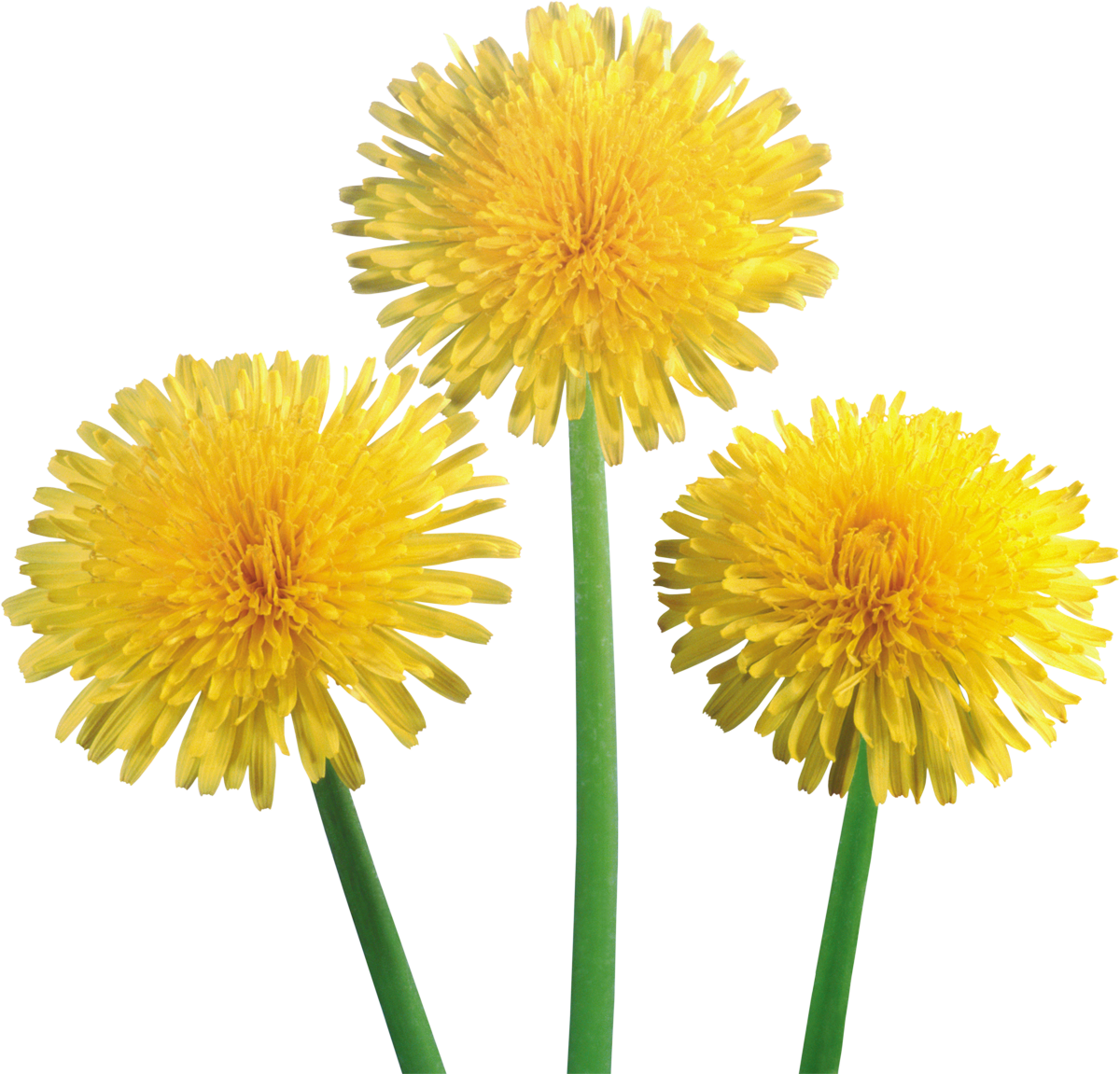 Vibrant Dandelions Trio.png PNG