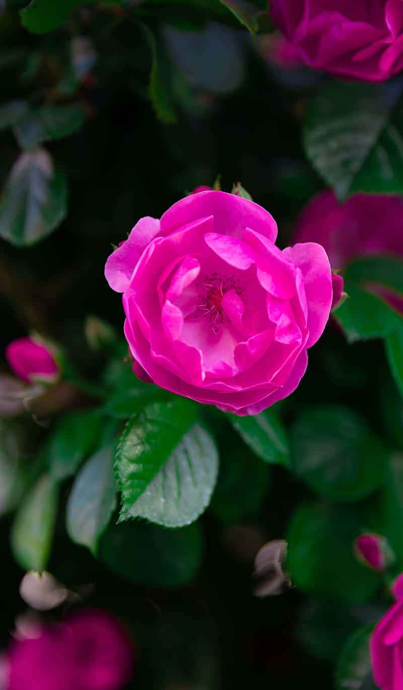Vibrant Dark Pink Rose Bloom Wallpaper