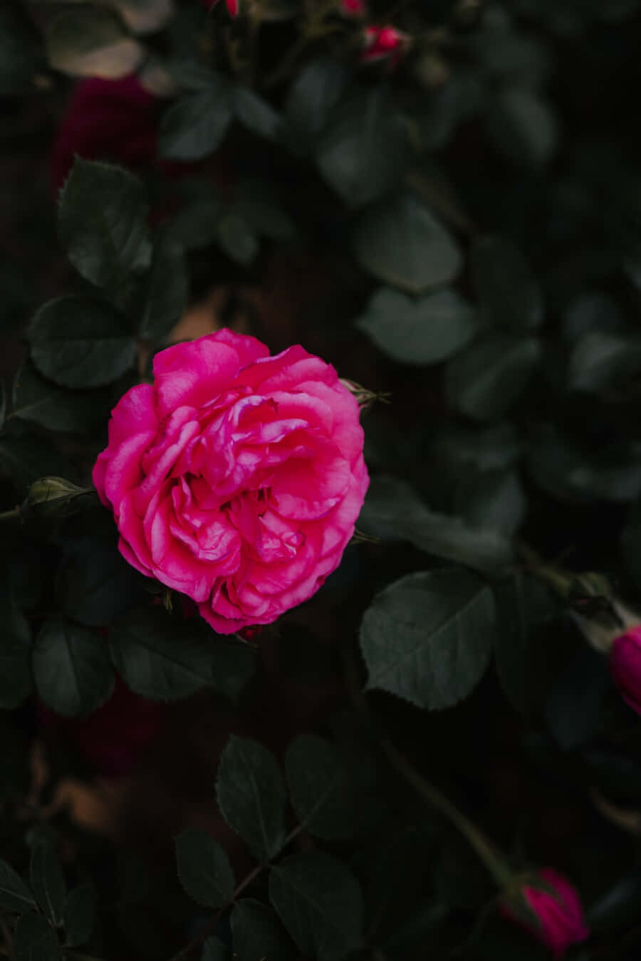 Vibrant_ Dark_ Pink_ Rose_ Closeup.jpg Wallpaper