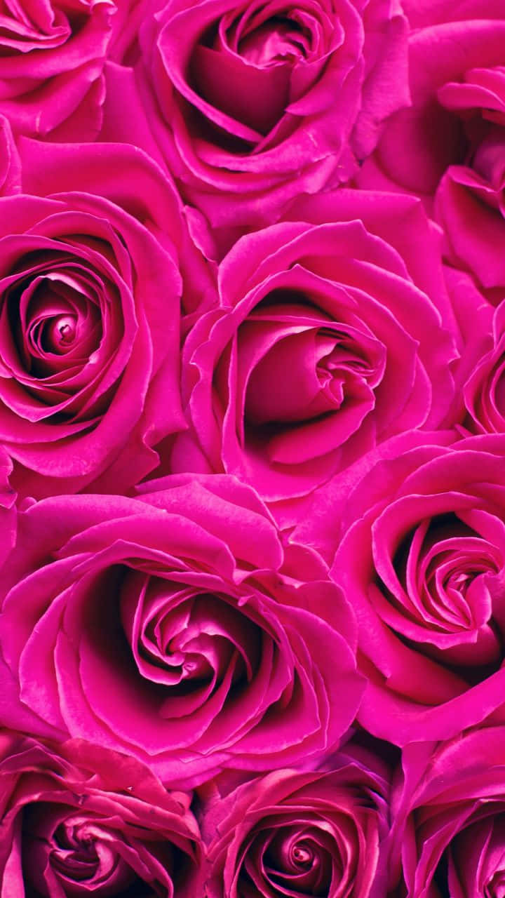 Vibrant_ Dark_ Pink_ Roses_ Background Wallpaper