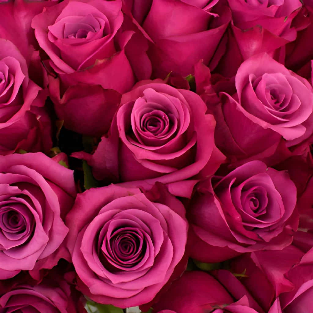 Vibrant Dark Pink Roses Background Wallpaper