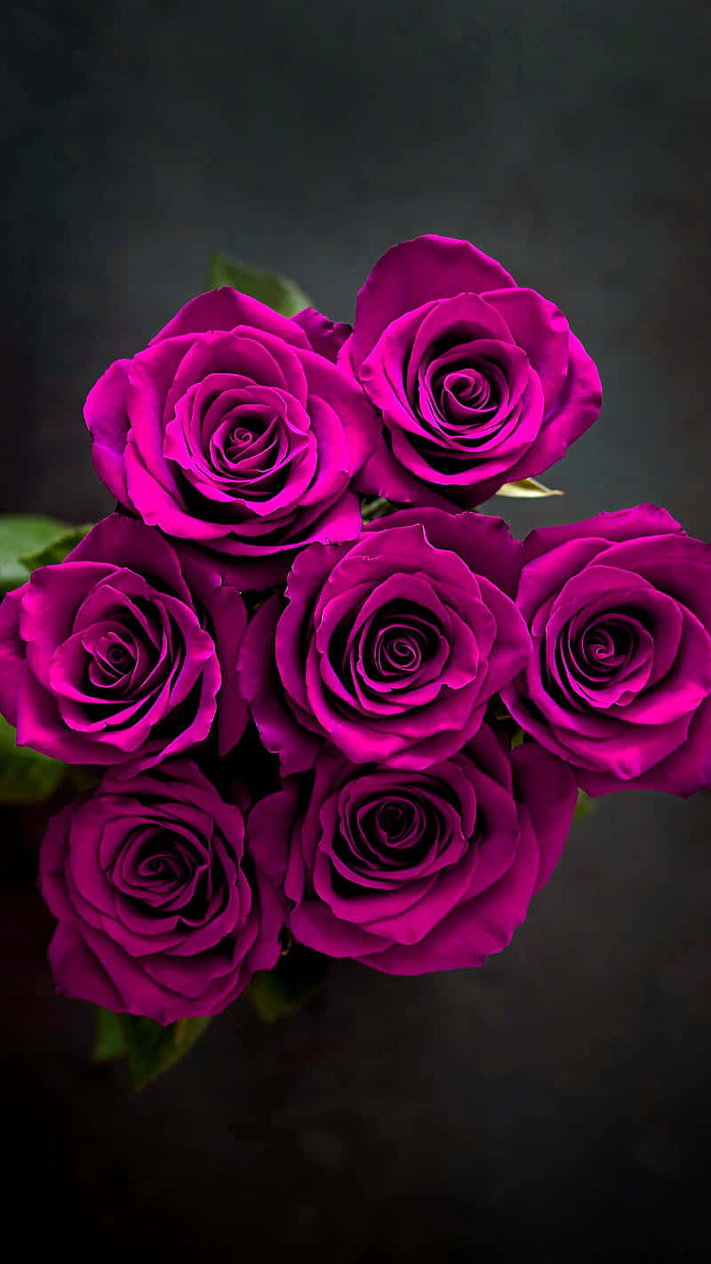 Vibrant Dark Pink Roses Bouquet Wallpaper
