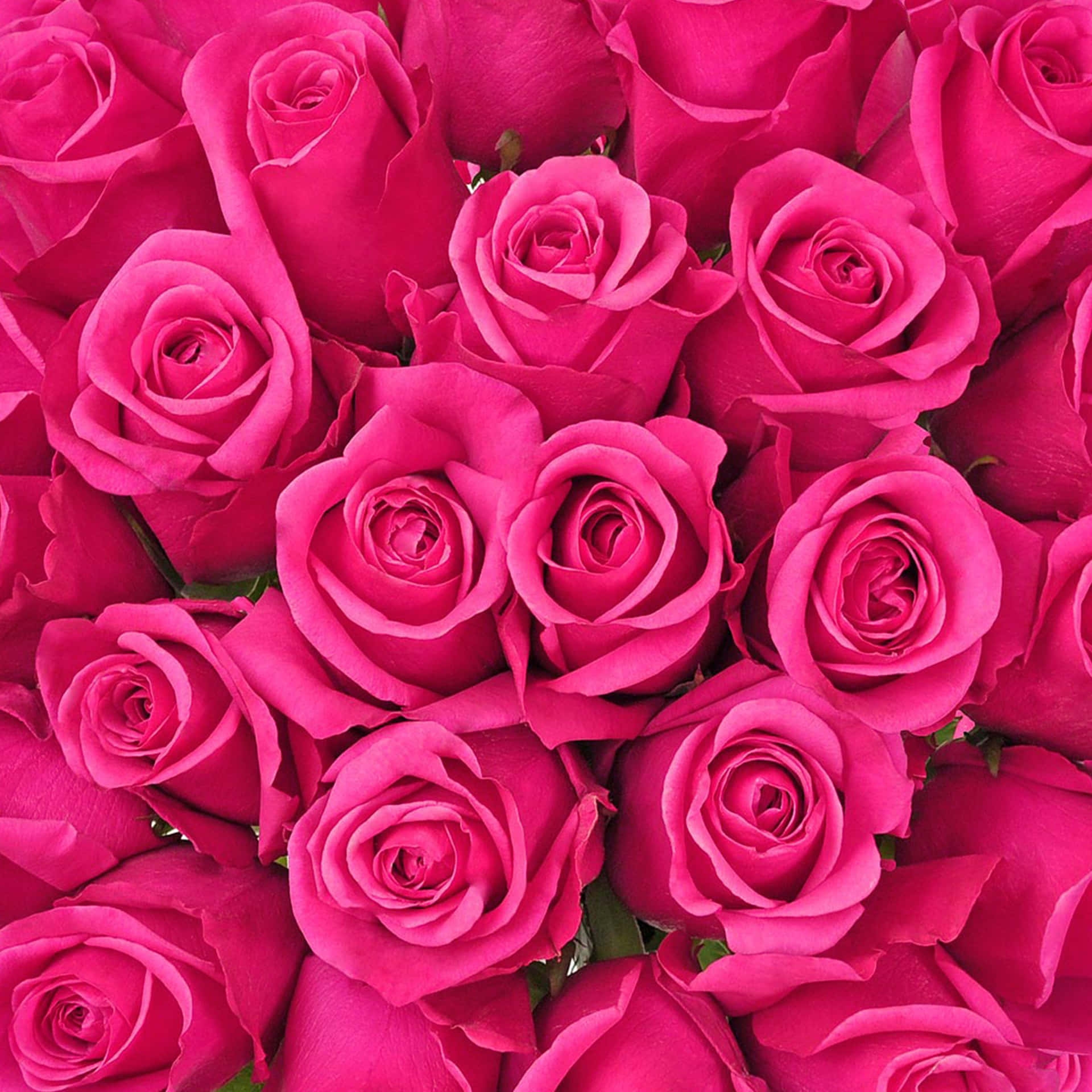 Vibrant_ Dark_ Pink_ Roses_ Closeup.jpg Wallpaper