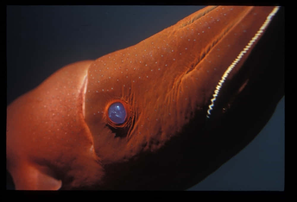 Vibrant Darkness: Underwater Shot Of A Vampire Squid Wallpaper