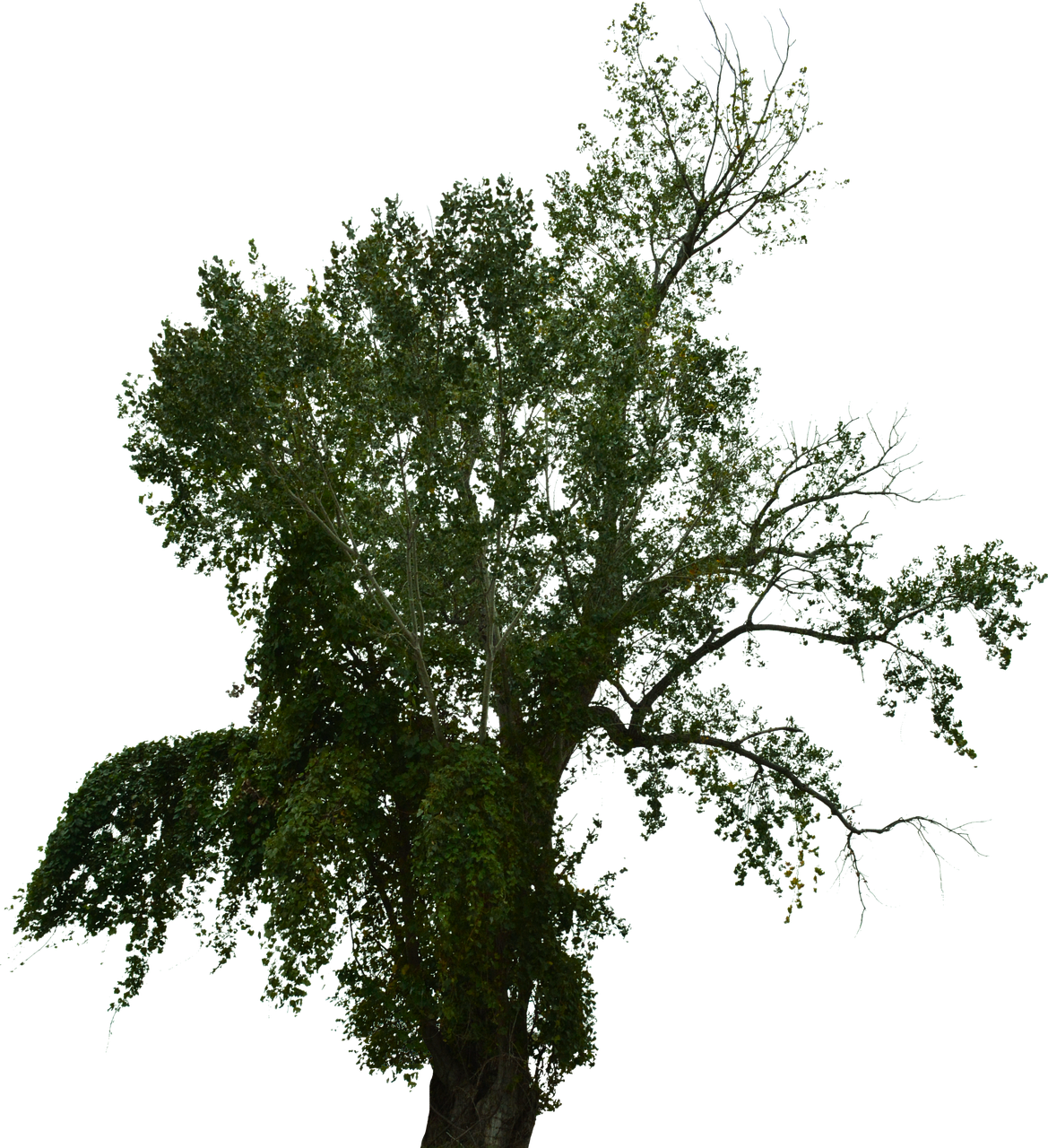 Vibrant Dead Tree Dichotomy PNG