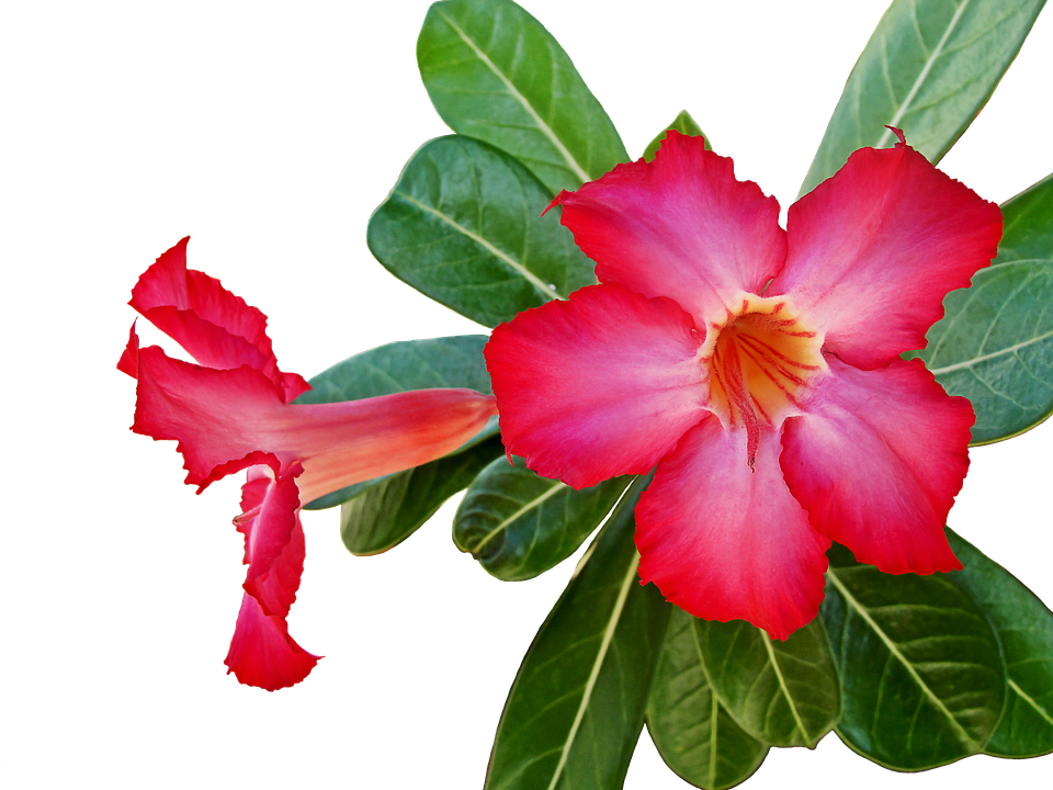 Vibrant Desert Rose Adenium Flower PNG