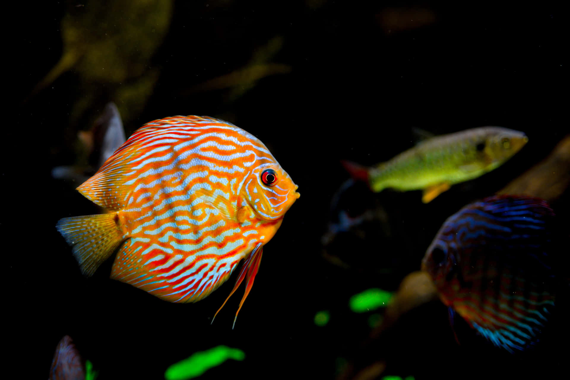 Vibrant Discus Fish Aquarium Wallpaper