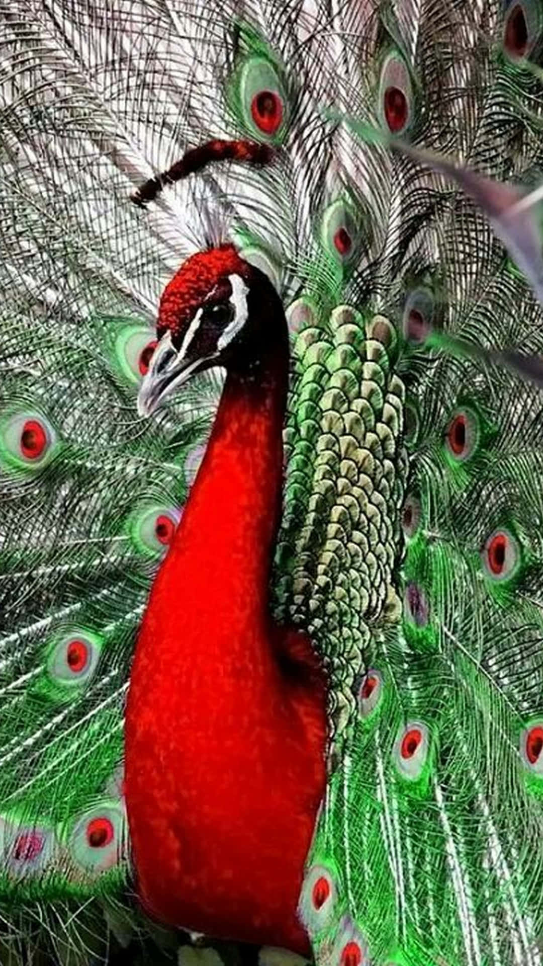 Vibrant Display Of A Majestic Peacock