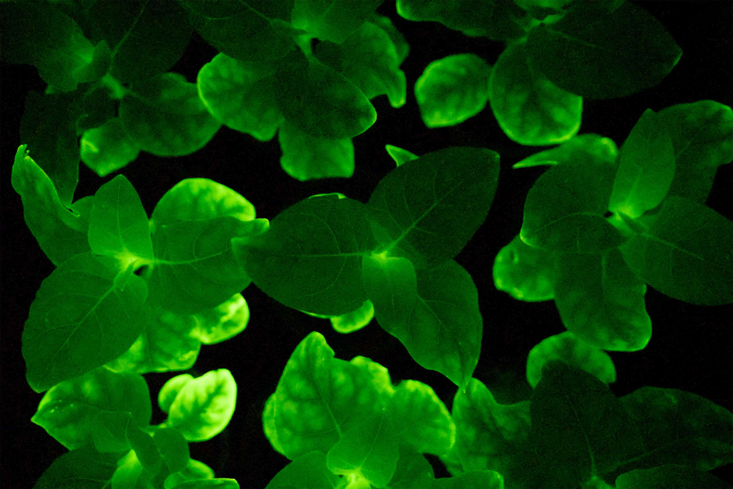 Vibrant Display Of Neon Plants Under Dim Lighting. Wallpaper