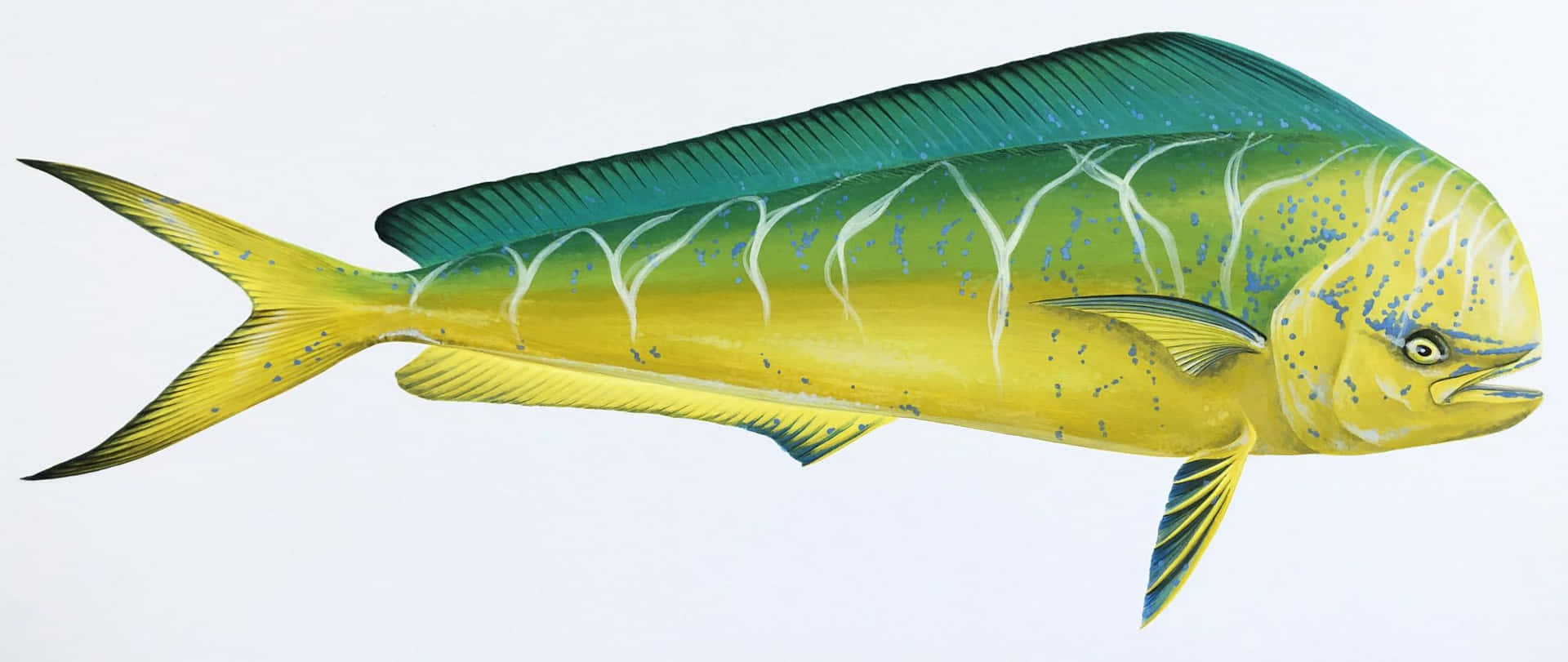 Vibrant Dolphinfish Illustration Wallpaper