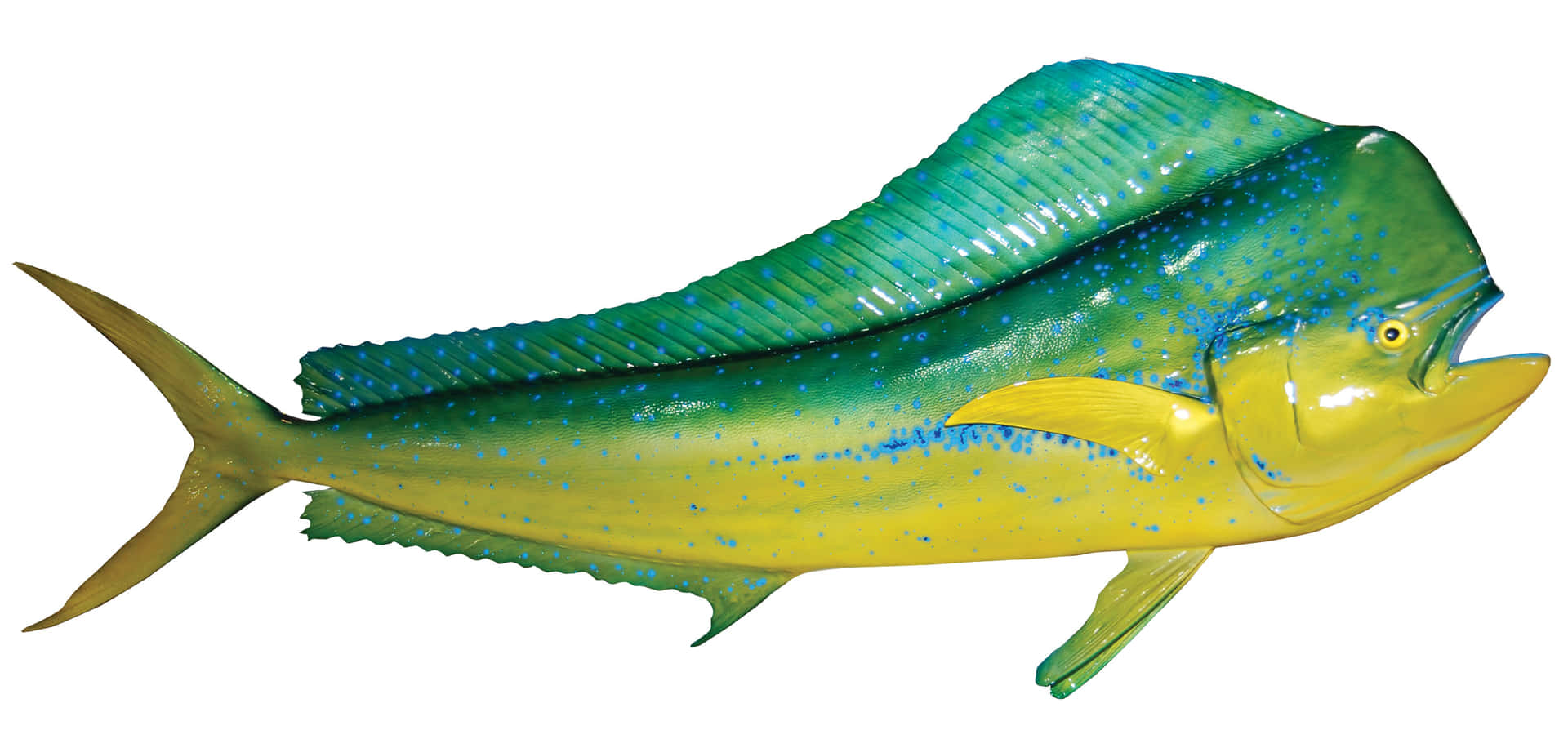 Vibrant Dolphinfish Illustration Wallpaper