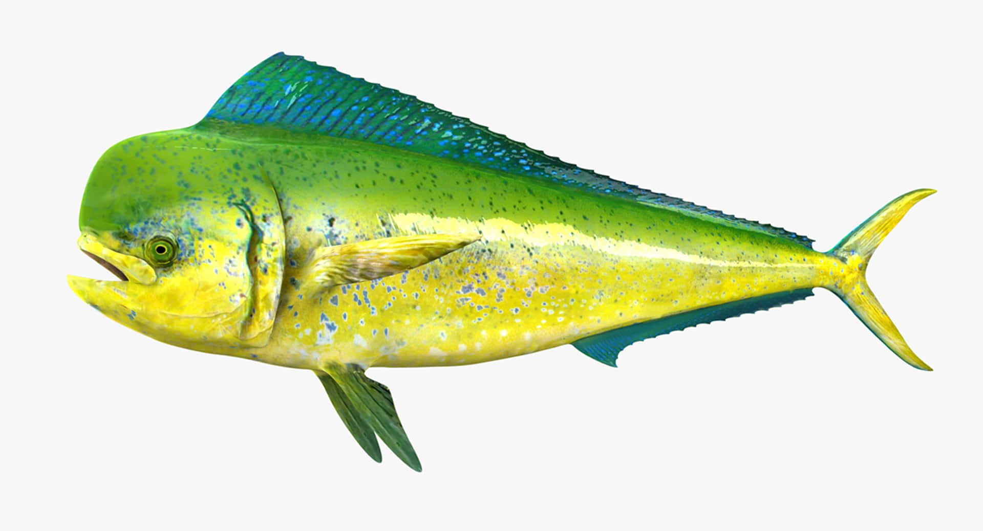 Vibrant Dolphinfish Isolated Wallpaper