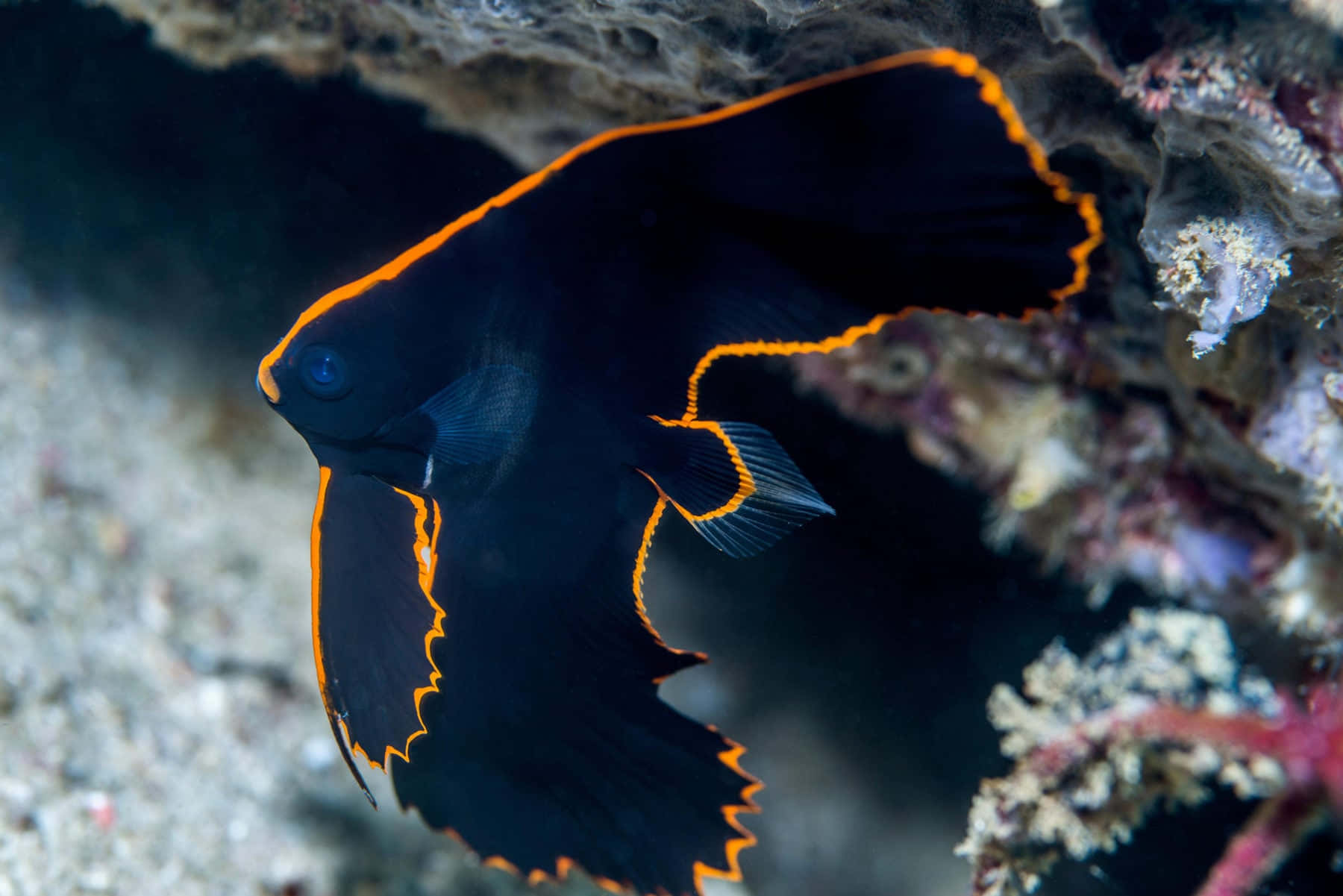 Vibrant Edged Batfish Underwater Wallpaper