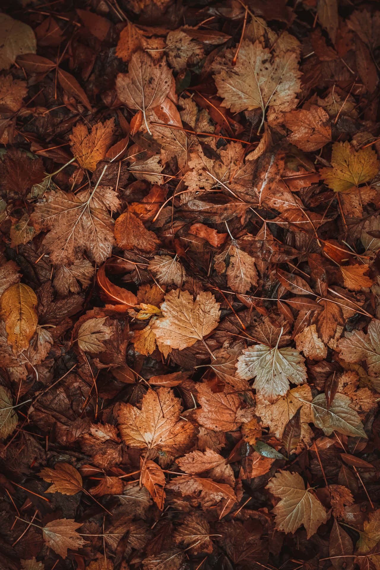 Download Vibrant Fall Season Landscape | Wallpapers.com
