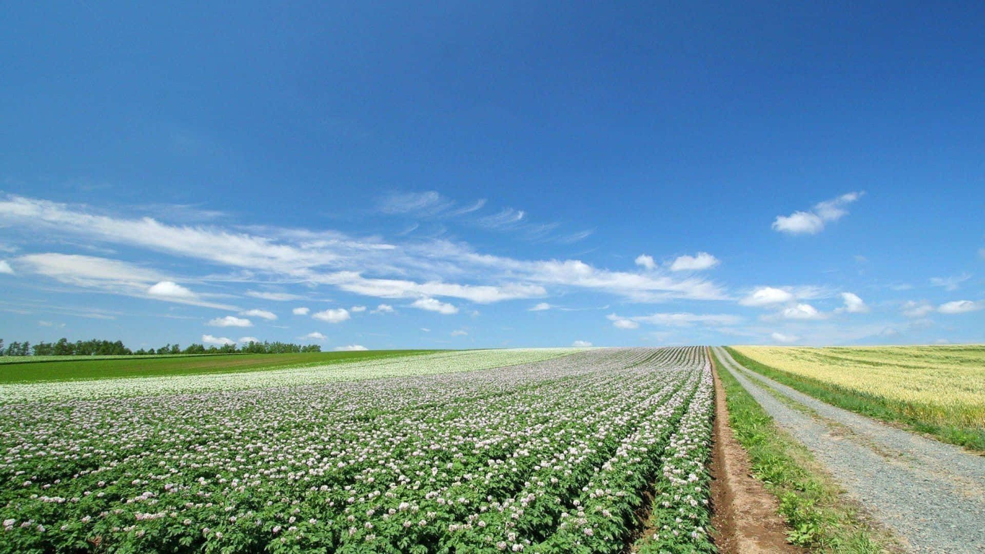 Vibrant Farmland - Model Of Sustainable Agriculture Wallpaper