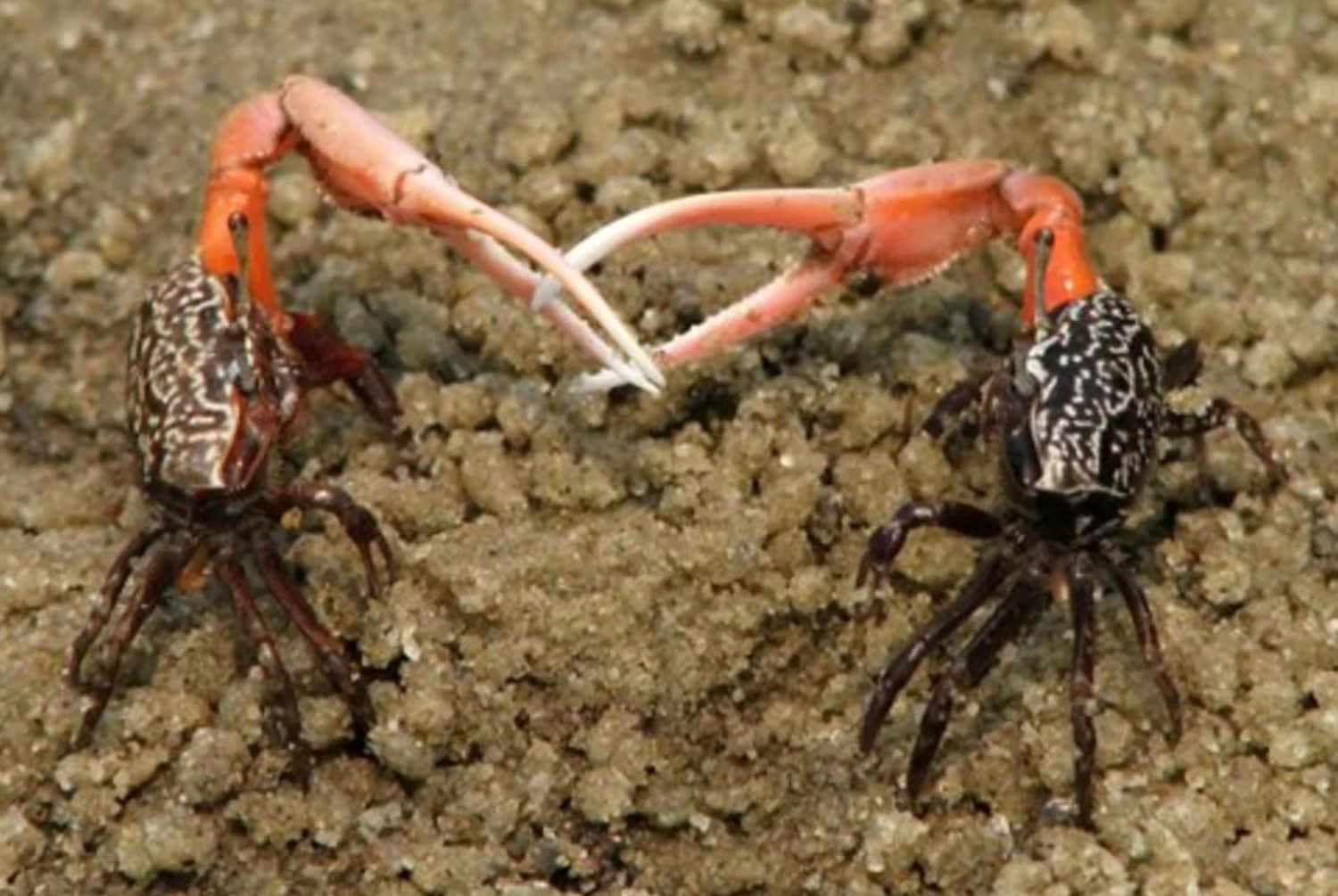 Vibrante Fiddler Krab In Zijn Natuurlijke Habitat Achtergrond