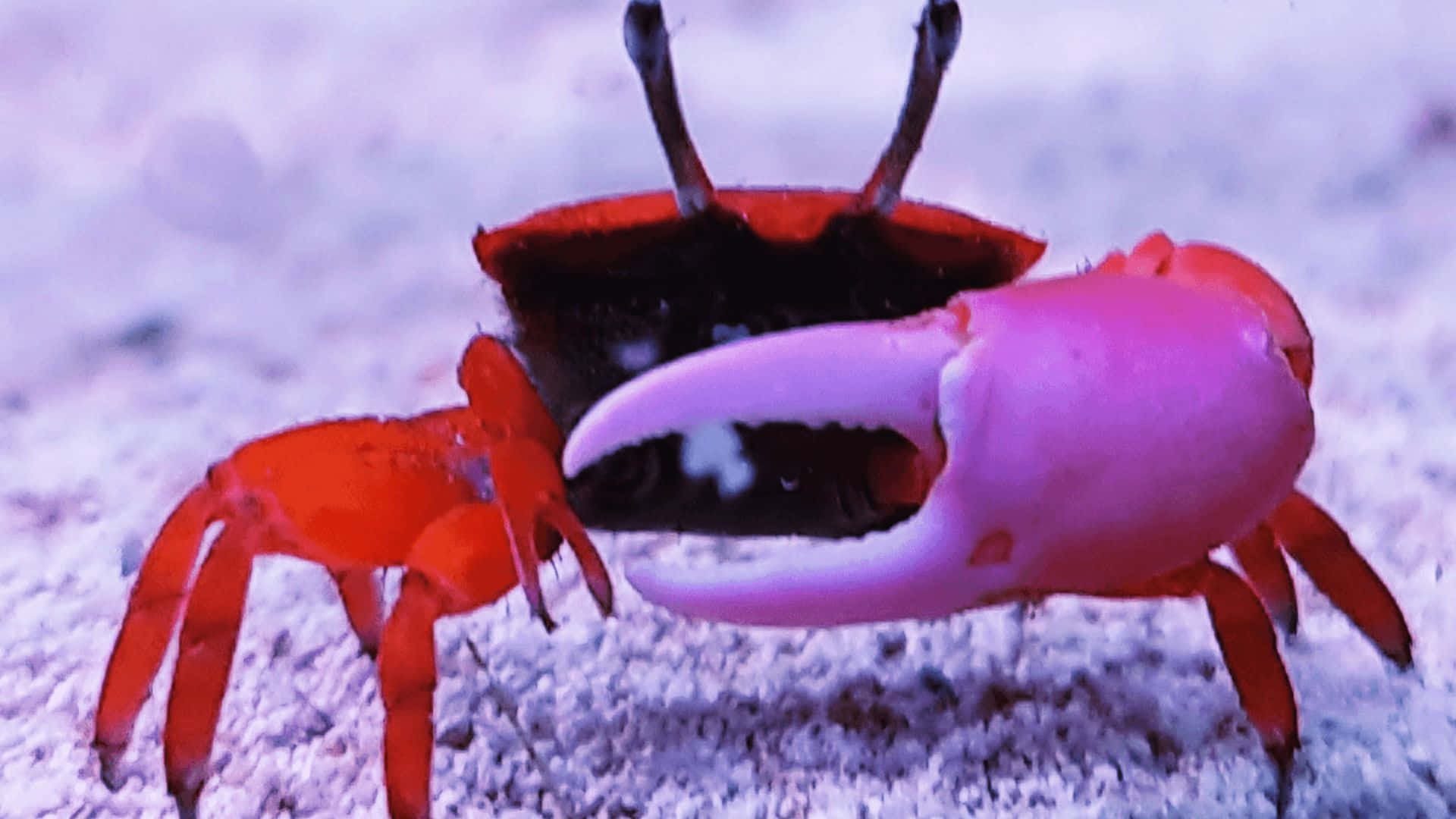 Vibrant Fiddler Crab Wallpaper