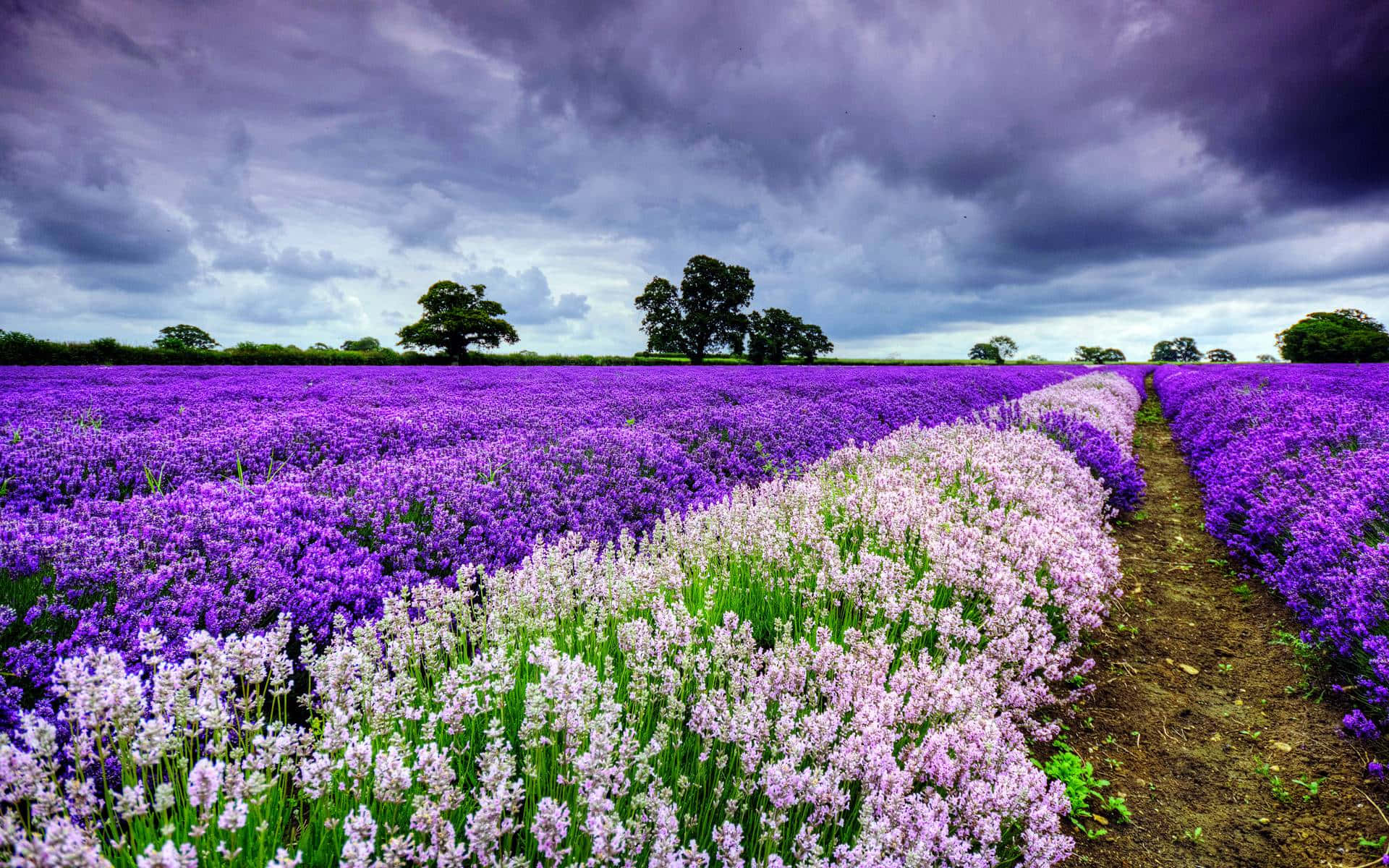 Vibrant Field Of Blooming Flowers Wallpaper