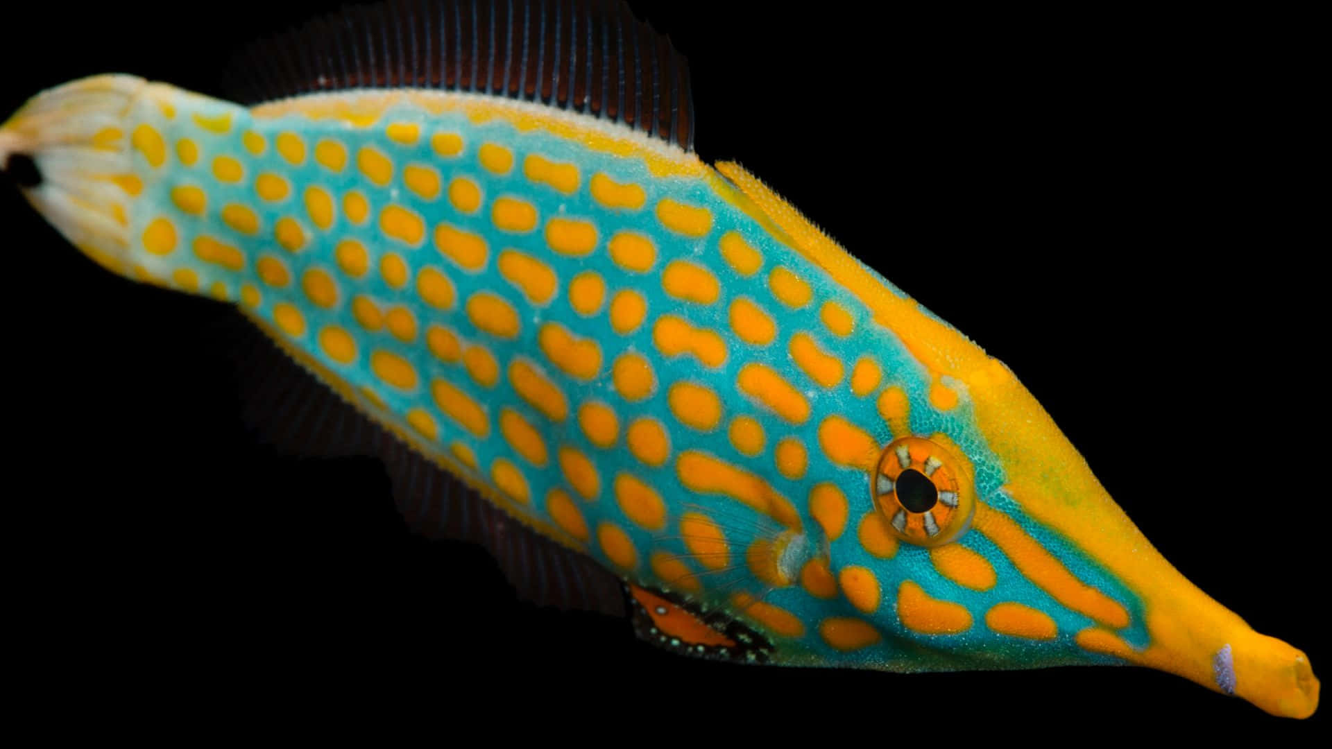 Vibrant Filefish Aquatic Life Wallpaper