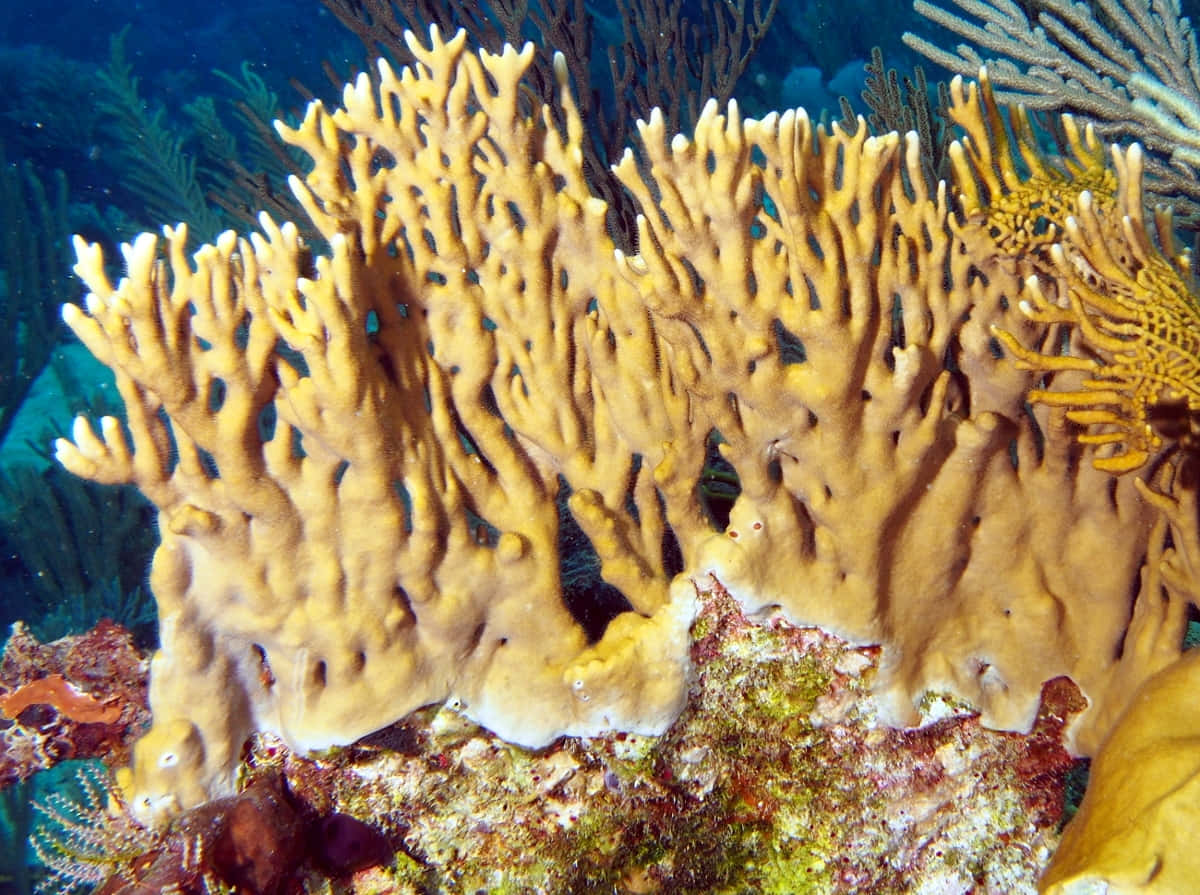 Vibrant Fire Coral Reef Underwater Wallpaper