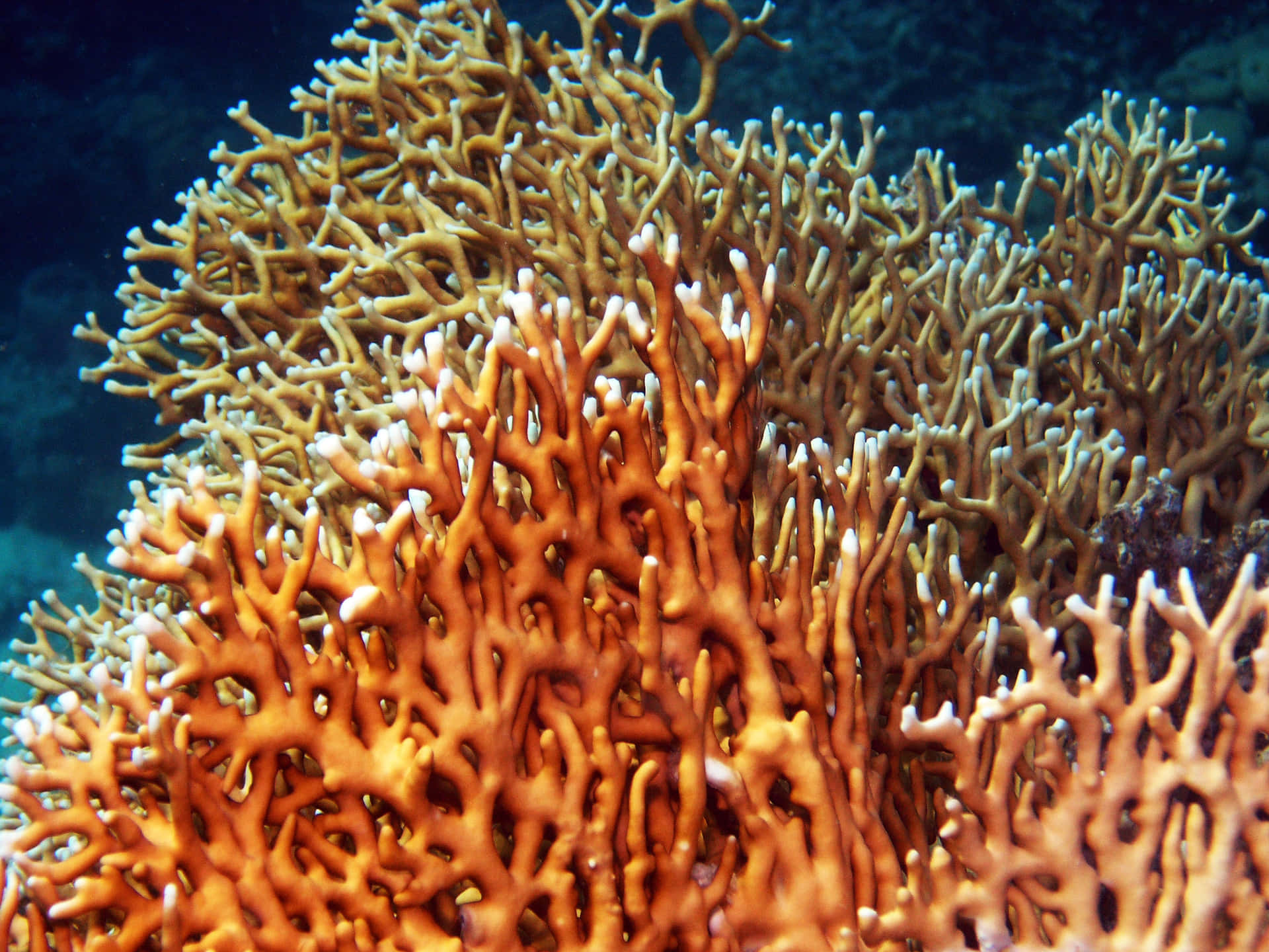 Vibrant Fire Coral Underwater Wallpaper